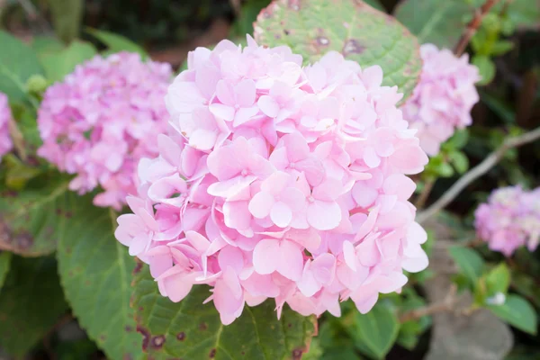 Pink hydrangea — Stock Photo, Image