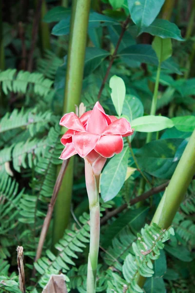 Rote Ingwer Fackel Blume — Stockfoto