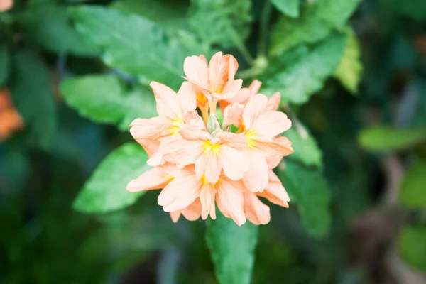 春の美しい花のオレンジ色の花の束 — ストック写真