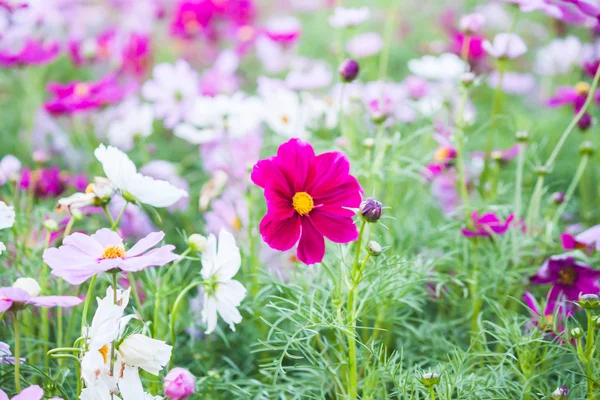 화려한 아름 다운 코스모스 꽃의 분야 — 스톡 사진