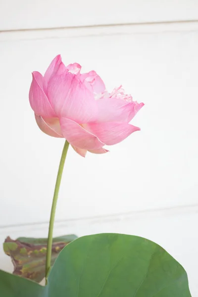 Fiore di loto rosa fiore su sfondo bianco — Foto Stock