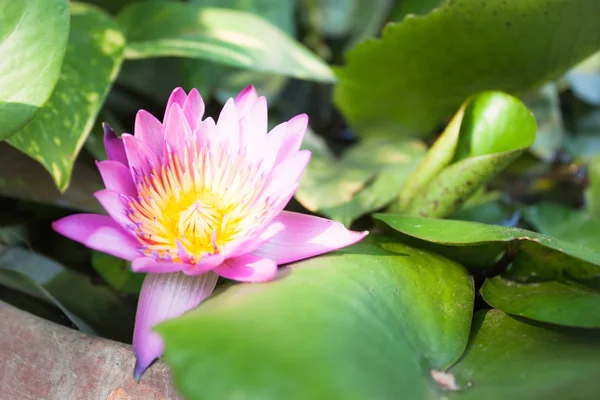 Fioritura di fiori di loto rosa su fogliame verde — Foto Stock