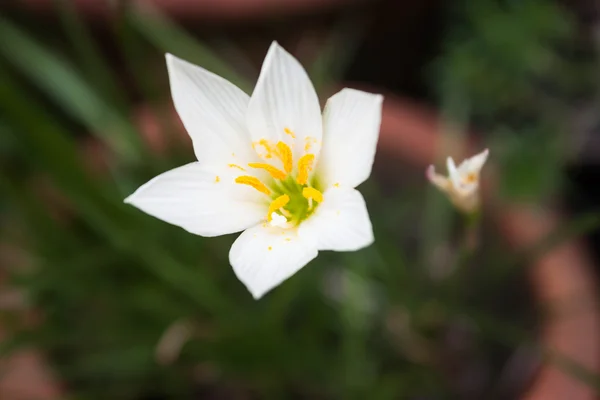 Fiori bianchi selvatici con sfondo verde — Foto Stock