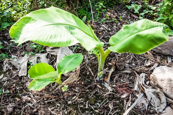 Bananeiras jovens estão crescendo do chão — Fotografia de Stock