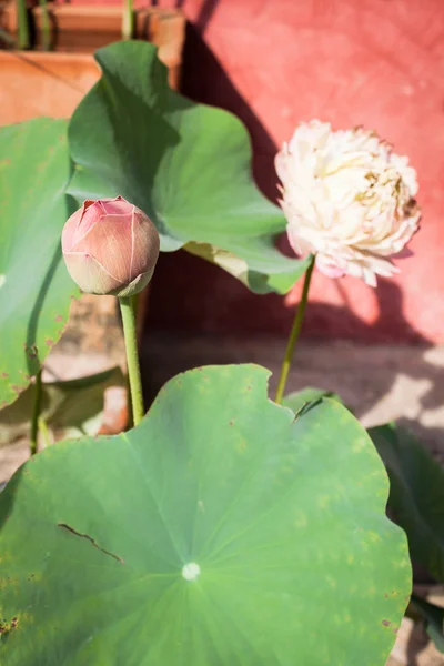 Lotusknospe und Lotusblume mit grünem Blatt — Stockfoto