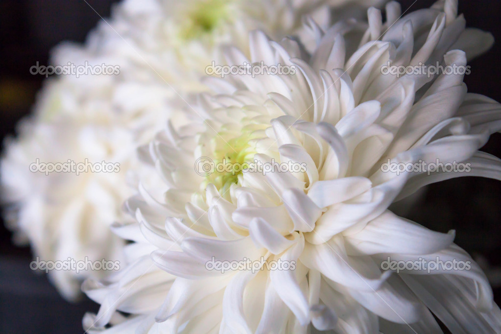 大きな白い菊の花のクローズ アップ ストック写真 C Nalinrat