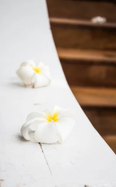 Vit blomma frangipani blommor på vit bakgrund — Stockfoto