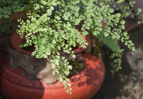 Dinamik fern kompozisyon su toprak kap üzerinde bırakır. — Stok fotoğraf