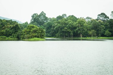 yemyeşil ağaçlar ve su sahne Park