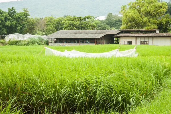 Agricultural shed and green crops field