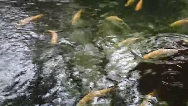 Φανταχτερό carp ψάρια στη λίμνη κήπων — Αρχείο Βίντεο