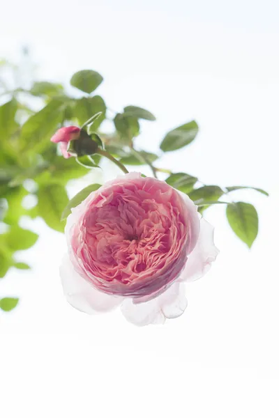 Beautiful pink rose flowers on clear background — Stock Photo, Image