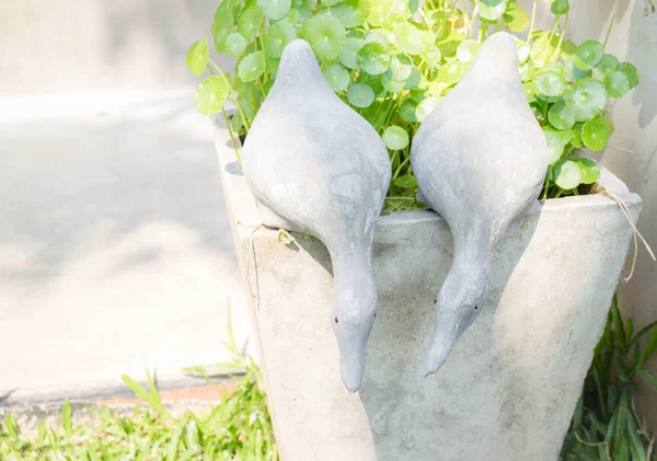 Twin kachny sádry v zahradě — Stock fotografie