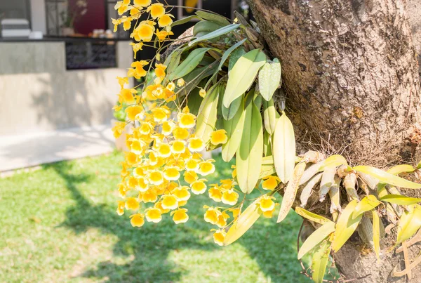 Sarı vahşi orkide buketi — Stok fotoğraf