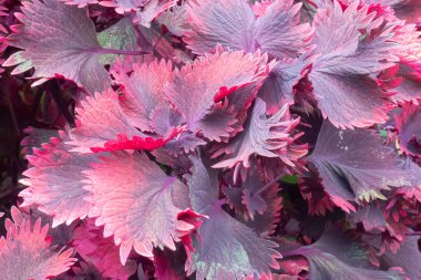 Botanik bahçesinde yeşil yapraklar, stok fotoğrafı.