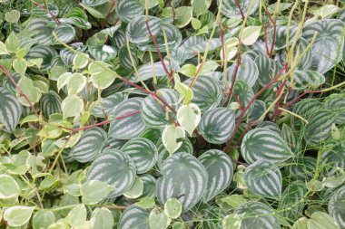 Botanik bahçesinde yeşil yapraklar, stok fotoğrafı.