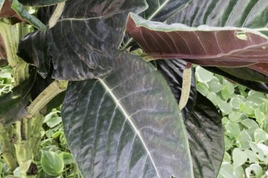 Botanik bahçesinde yeşil yapraklar, stok fotoğrafı.