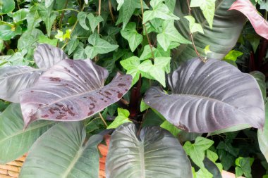 Botanik bahçesinde yeşil yapraklar, stok fotoğrafı.