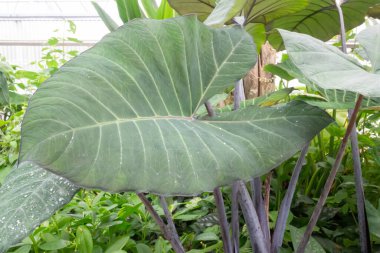 Botanik bahçesinde yeşil yapraklar, stok fotoğrafı.