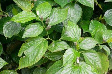 Botanik bahçesinde yeşil yapraklar, stok fotoğrafı.