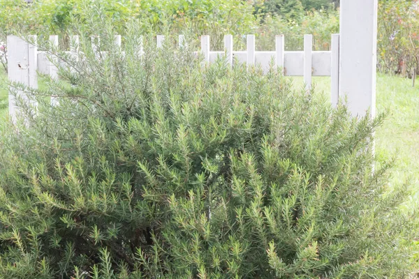 Zielone Liście Roślin Ogrodzie Botanicznym Zdjęcia — Zdjęcie stockowe