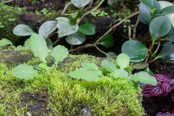 植物园绿叶植物 实木照片 — 图库照片