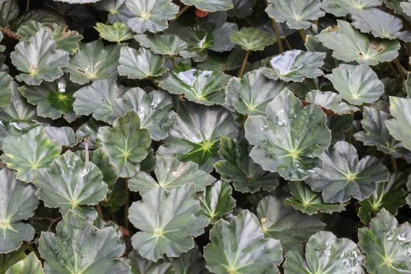 Las Hojas Verdes Planta Jardín Botánico Foto Stock — Foto de Stock