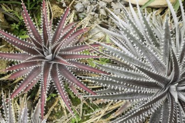 Botanik bahçesinde yeşil yapraklar, stok fotoğrafı.