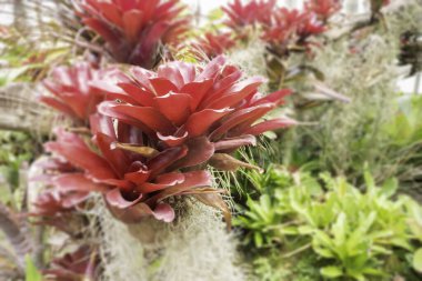 Botanik bahçesinde yeşil yapraklar, stok fotoğrafı.