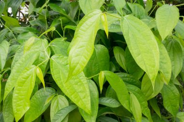 Botanik bahçesinde yeşil yapraklar, stok fotoğrafı.