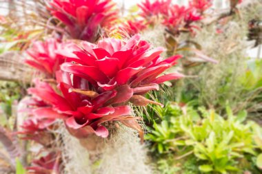 Botanik bahçesinde yeşil yapraklar, stok fotoğrafı.