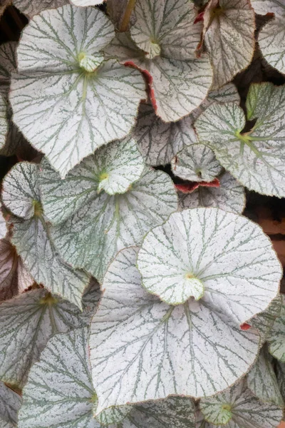 Zelené Listy Rostlina Botanické Zahradě Stock Fotografie — Stock fotografie