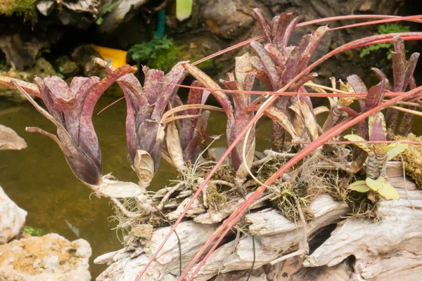 植物园绿叶植物 实木照片 — 图库照片