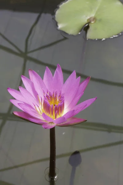Lotusblume Botanischen Garten Archivbild — Stockfoto