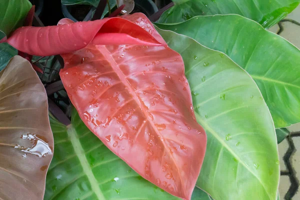 植物园绿叶植物 实木照片 — 图库照片