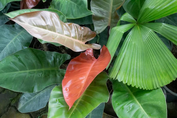 Daun Hijau Tanaman Kebun Botani Foto Stok — Stok Foto