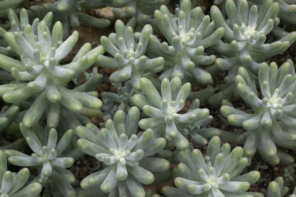 Botanik bahçesinde yeşil yapraklar, stok fotoğrafı.