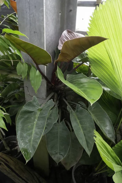 植物園の緑の葉植物の写真 — ストック写真