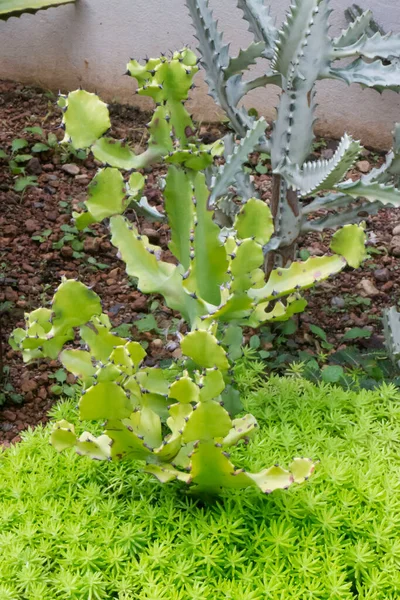 Las Hojas Verdes Planta Jardín Botánico Foto Stock —  Fotos de Stock