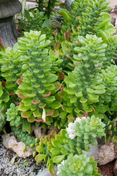 Zielone Liście Roślin Ogrodzie Botanicznym Zdjęcia — Zdjęcie stockowe