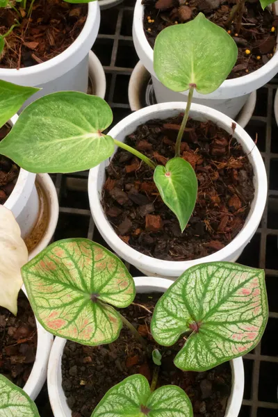 Beautiful Caladium Bicolor Leafy Plants Stock Photo — Stock Photo, Image