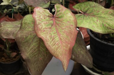 Güzel Caladium bicolor yapraklı bitkiler, stok fotoğrafı
