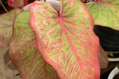 Güzel Caladium bicolor yapraklı bitkiler, stok fotoğrafı