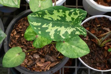Güzel Caladium bicolor yapraklı bitkiler, stok fotoğrafı