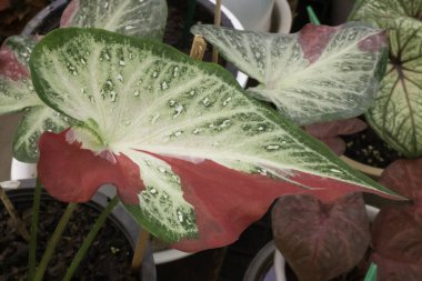 Güzel Caladium bicolor yapraklı bitkiler, stok fotoğrafı
