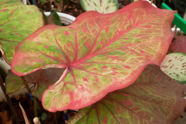 Mooie Caladium Bicolor Bladverliezende Planten Stockfoto — Stockfoto