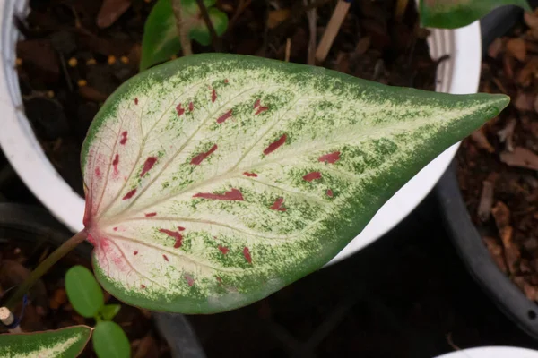 Mooie Caladium Bicolor Bladverliezende Planten Stockfoto — Stockfoto