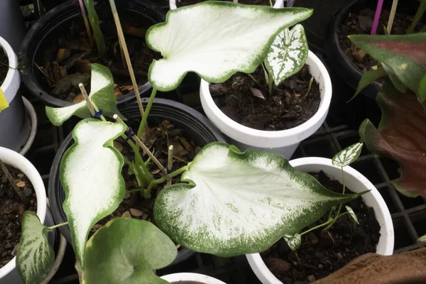 Beautiful Caladium Bicolor Leafy Plants Stock Photo — Stock Photo, Image