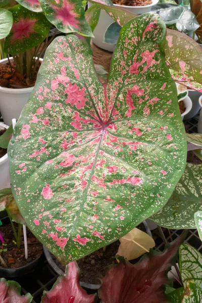 Gyönyörű Caladium Bicolor Leveles Növények Stock Fotó — Stock Fotó