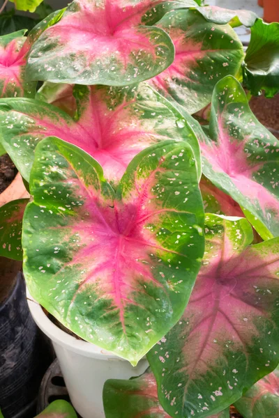 Güzel Caladium Bicolor Yapraklı Bitkiler Stok Fotoğrafı — Stok fotoğraf